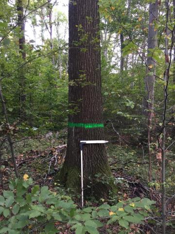 Mexikó-puszta Exemplary Forest